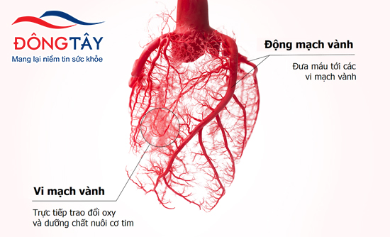 Hình ảnh giải phẫu động mạch vành
